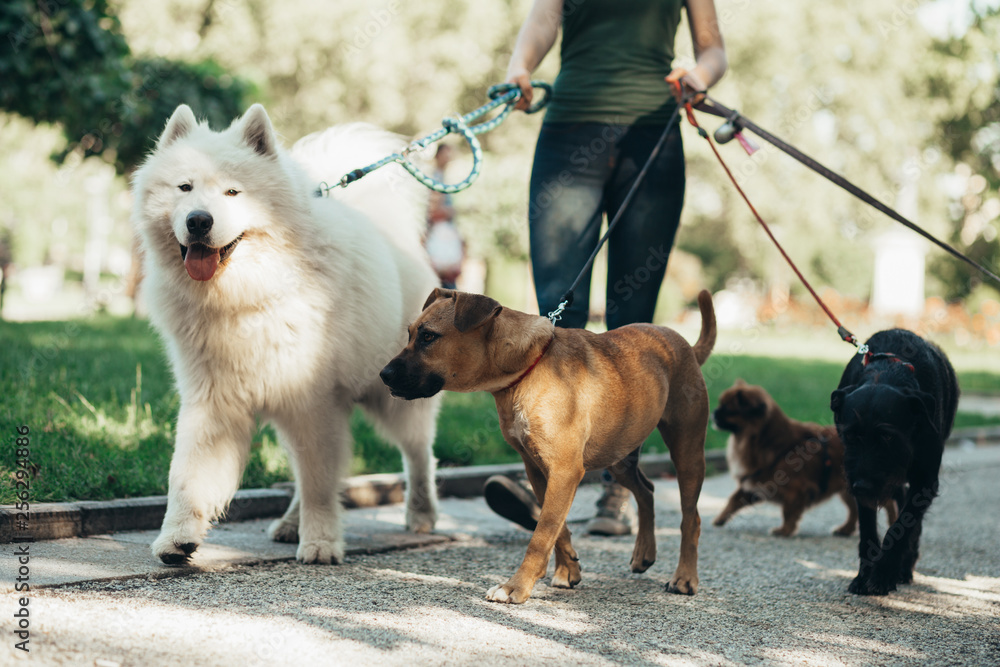 Dog Walking Services